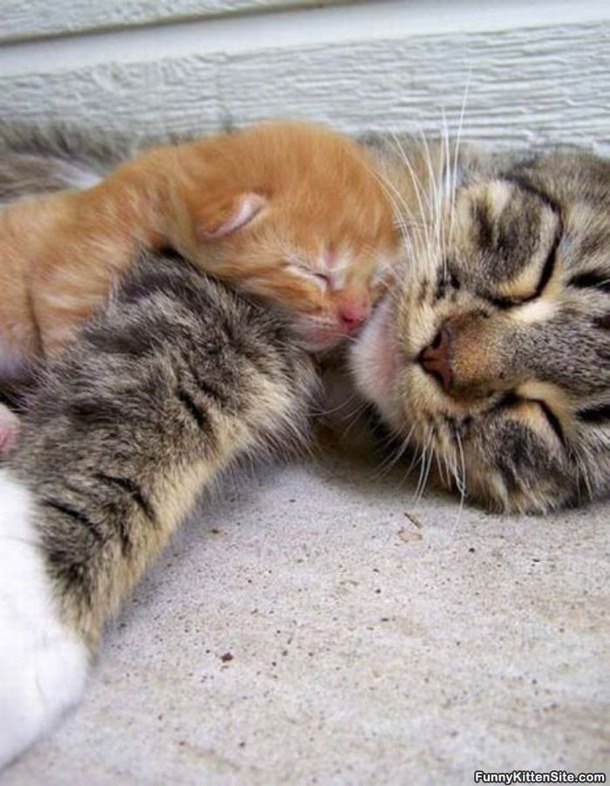 &#91;PICT&#93; Kasih Sayang Induk Kucing pada Anaknya...