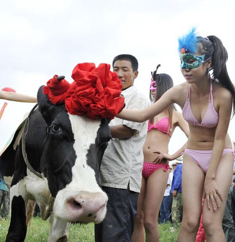 &#91;Pustun News&#93; Daging Sapi Merangkak Naik?Siapa Yg Untung?Akankah bisa turun?