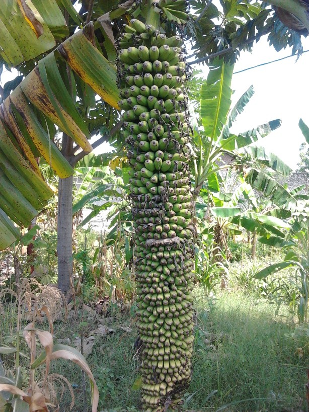 &#91;HOT&#93;&#91;PICT++&#93; Buah Pisang Aneh bgd gan.....Wajib Masuk..!!!