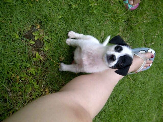 Dijual chihuahua jantan 3 bln lucu
