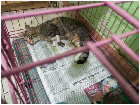 Wajib Baca untuk catlovers!!Ketidakkonsistenan Klinik Hewan Kayu Manis Yogyakarta