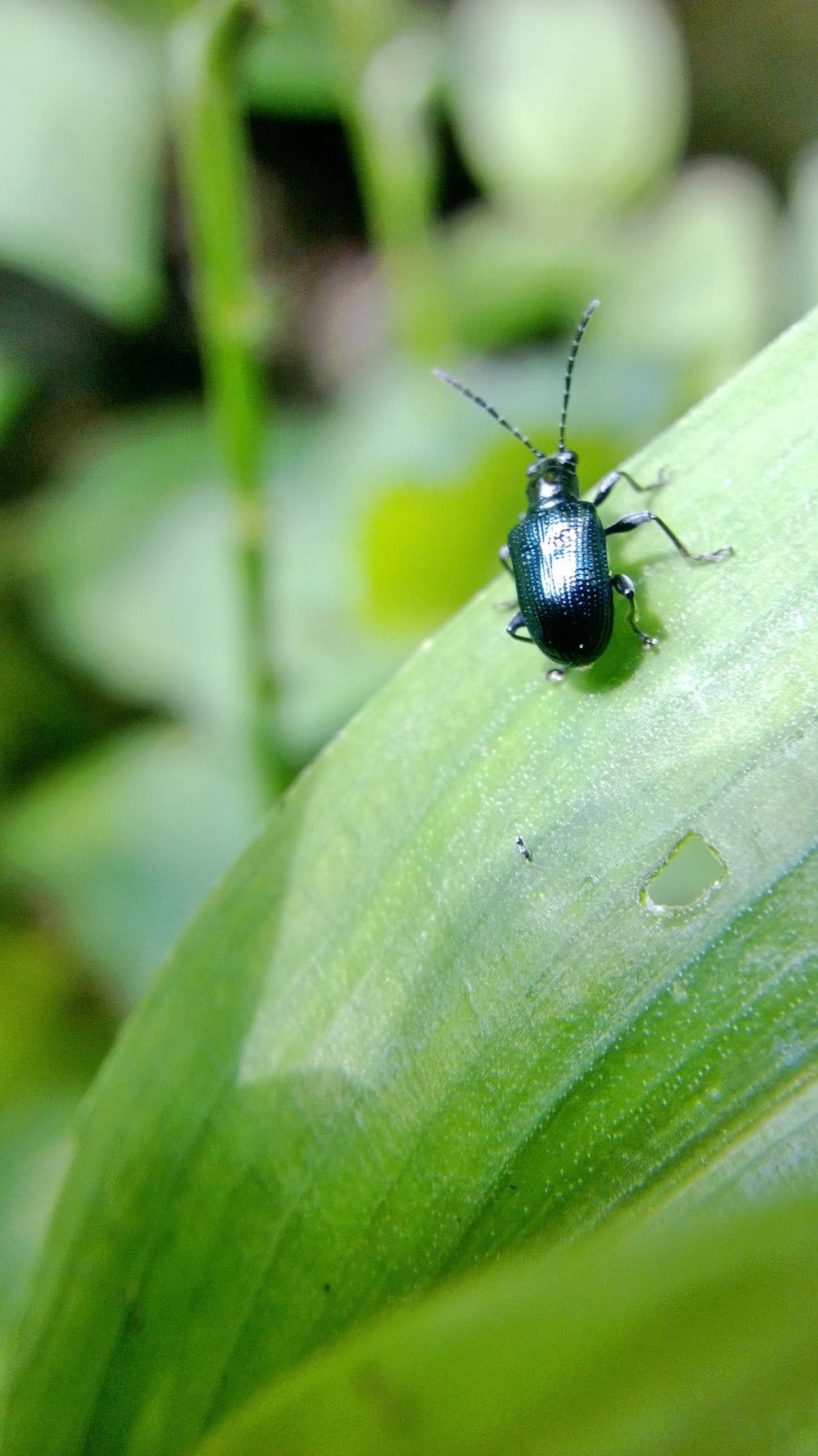 &#91;share&#93; photo macro mennggunakan camera handphone.