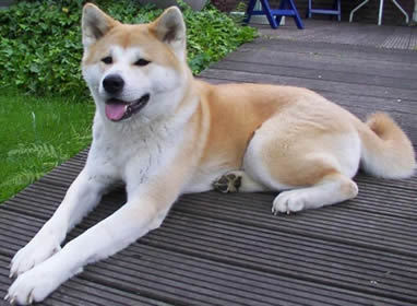 Akita Inu, Anjing Paling Setia Di Dunia