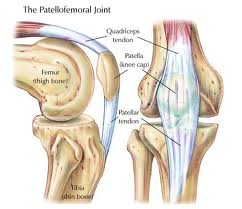 &#91;BIOLOGI&#93; All About Sistem Muskulo Skeletal ( Otot dan Rangka ) Manusia