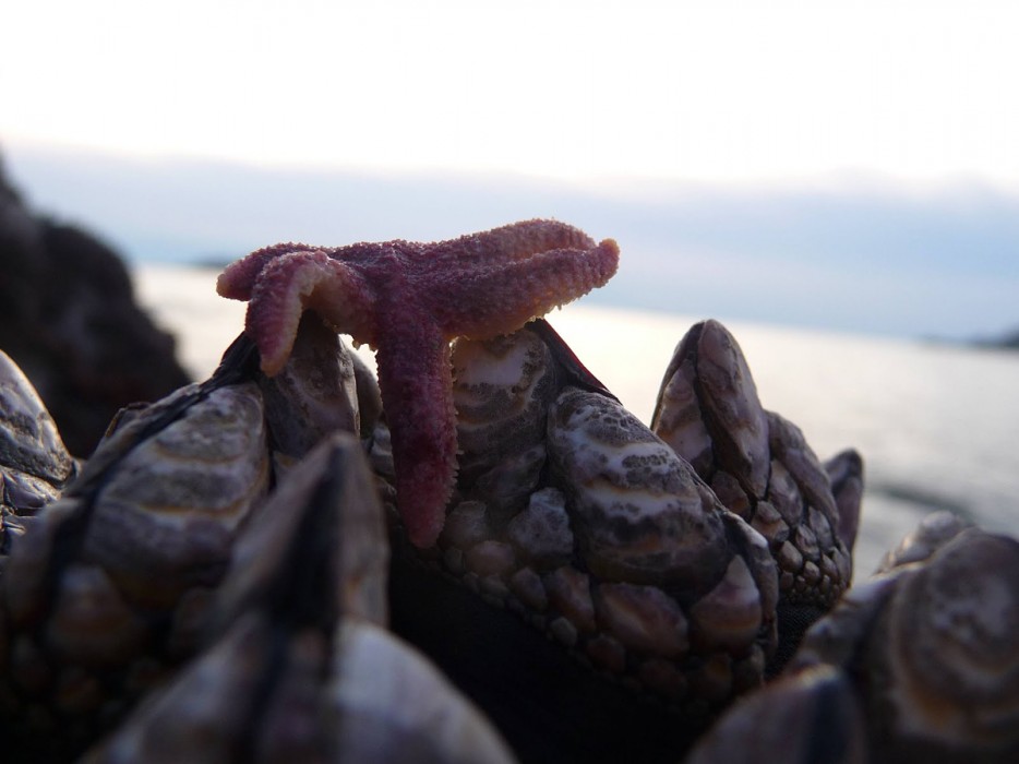 45 Foto Makro yang menakjubkan 