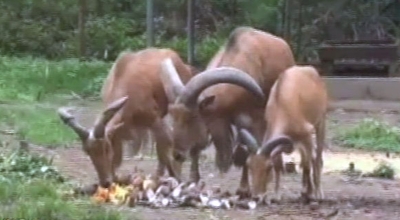 Anak Kambing Gunung di KBS Mati