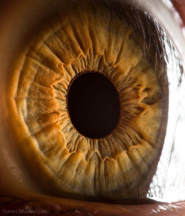 Extreme , Foto Foto Pupil Mata Jika Di Close Up !!!