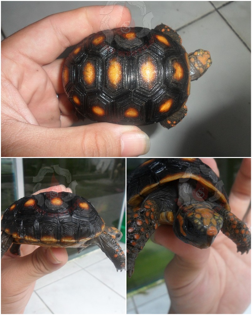 Kura darat, Istar (indian star), red foot, pardalis torto