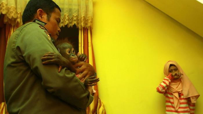 Kisah Gadis Cantik dengan Orangutan yang Dianggap Seperti Adik Sendiri