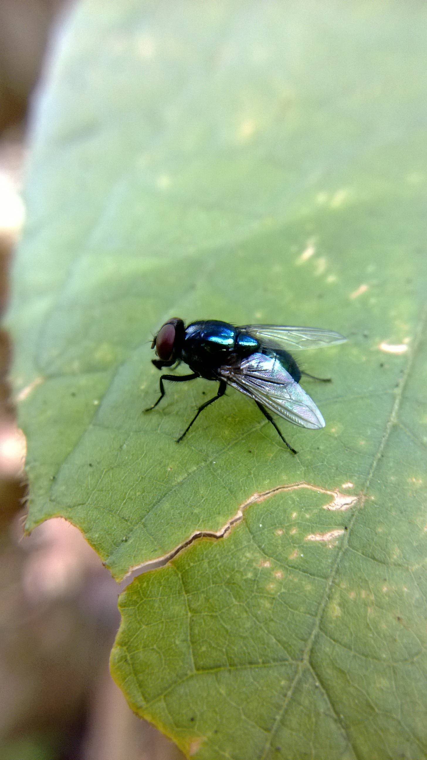 &#91;share&#93; photo macro mennggunakan camera handphone.