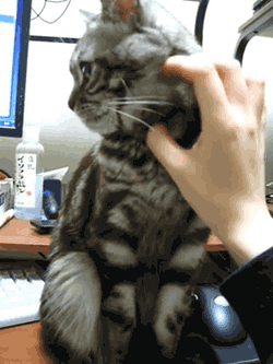 Kumpulan Animasi Kucing Yang Luthu bin Unyu