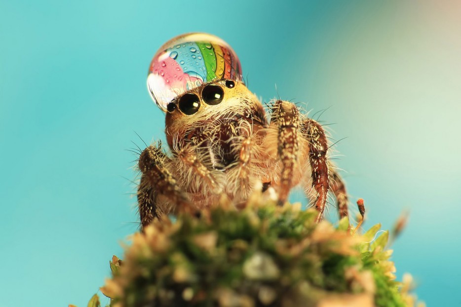 45 Foto Makro yang menakjubkan 