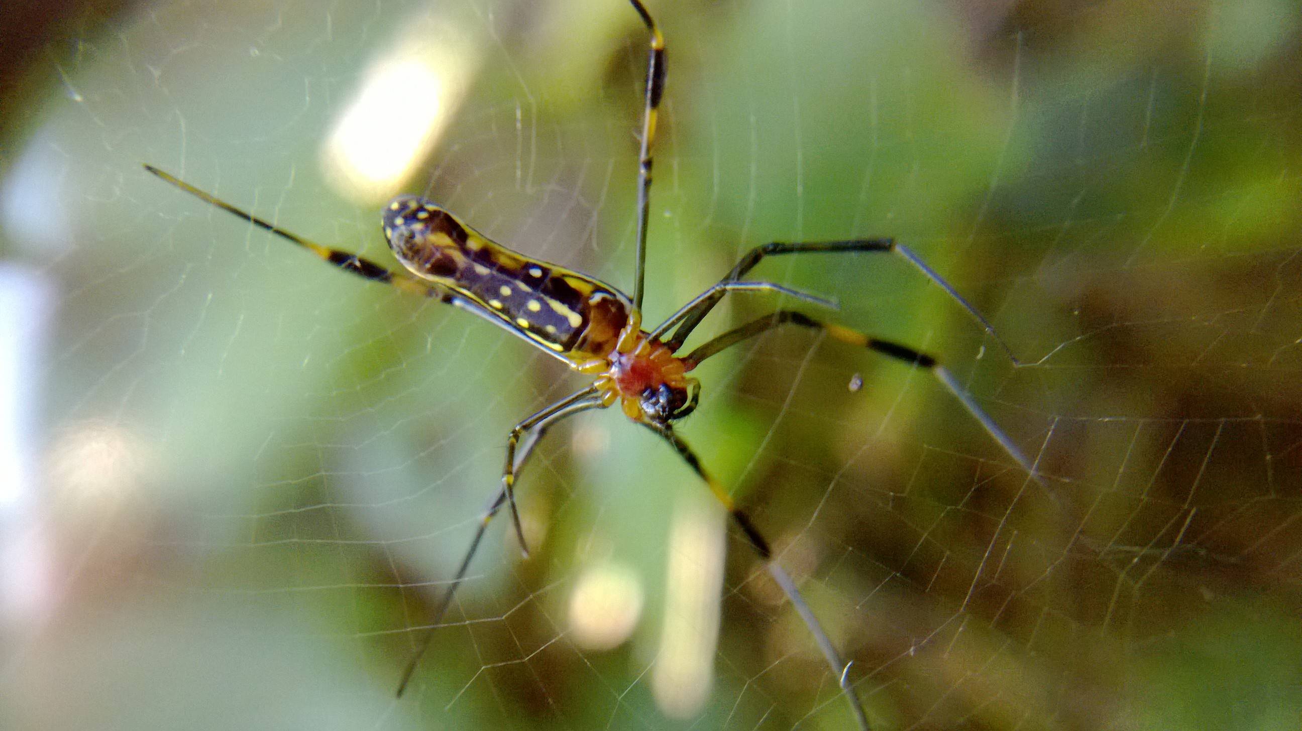 &#91;share&#93; photo macro mennggunakan camera handphone.