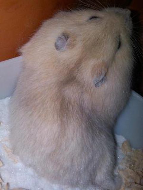 973397349733galery-foto-hamsterlovers-masuk973397349733