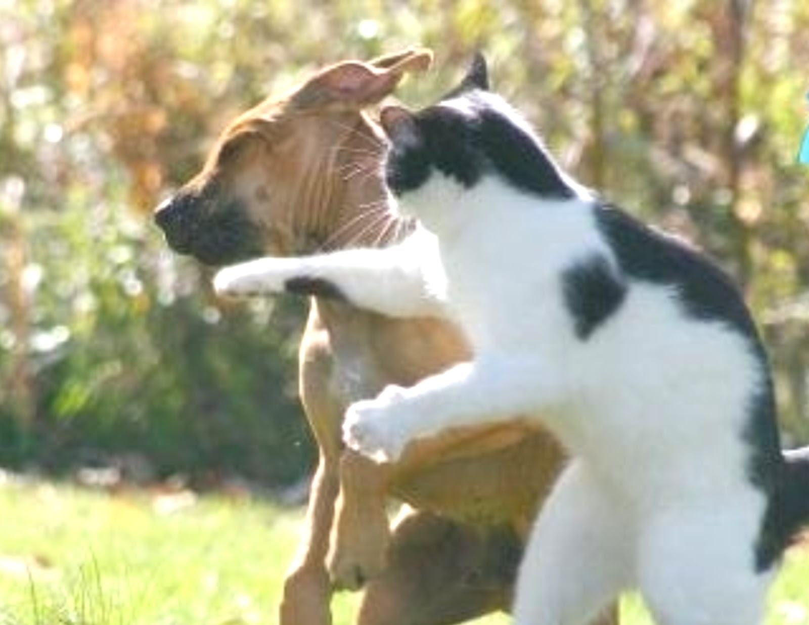 Alasan Anjing Dan Kucing Bermusuhan KASKUS
