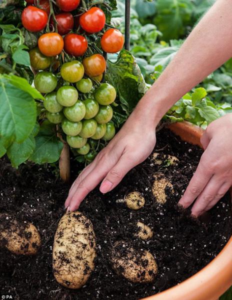 Tanaman 2 in 1 TomTato Diatas Berbuah Tomat Di Akarnya Berumbi Kentang 