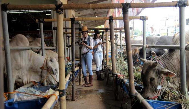 LADIES COWBOY. strategi unik jual SAPI KURBAN