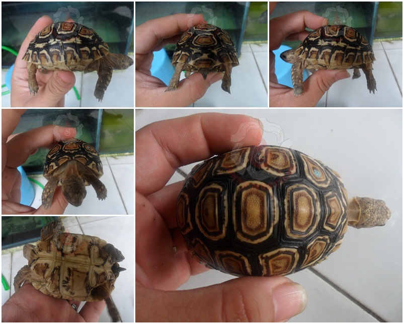 Kura darat, Istar (indian star), red foot, pardalis torto