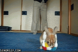 FUNNY GIF(?)