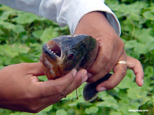 Hewan - Hewan Yang ada di Sungai Amazon