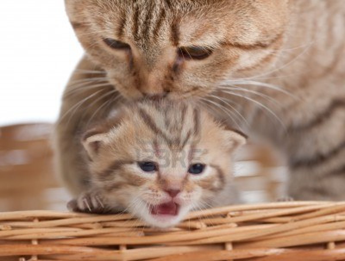 Маленьких котенка и маму