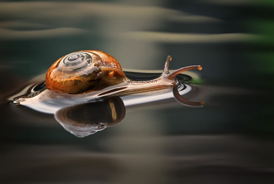 45 Foto Makro yang menakjubkan 