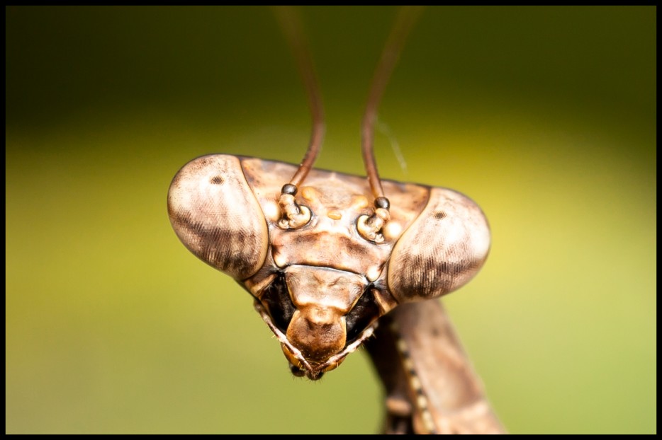 45 Foto Makro yang menakjubkan 