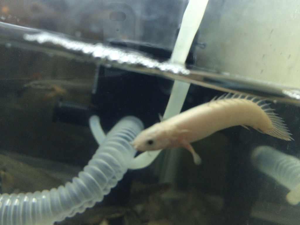 PALMAS SENEGALUS PLATINUM 5 CM