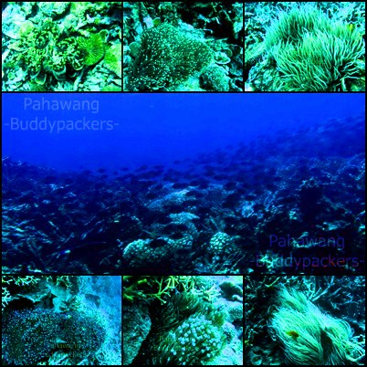 Open Trip - Explore Pulau Pahawang - Pulau Balak: 20 Juni - 22 Juni 2014