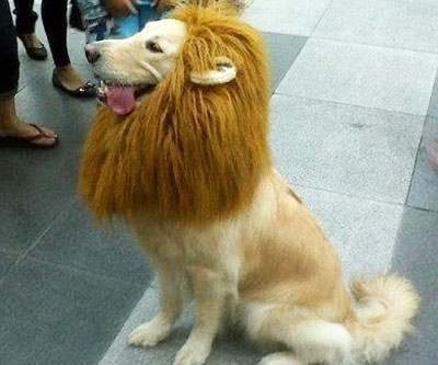 gak punya singa, anjing didandani mirip singa di cina , pengunjung ke tuti (news)