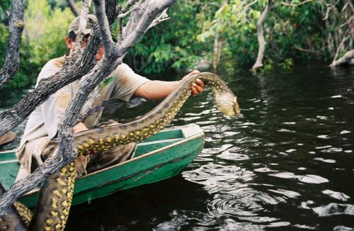 Hewan - Hewan Yang ada di Sungai Amazon