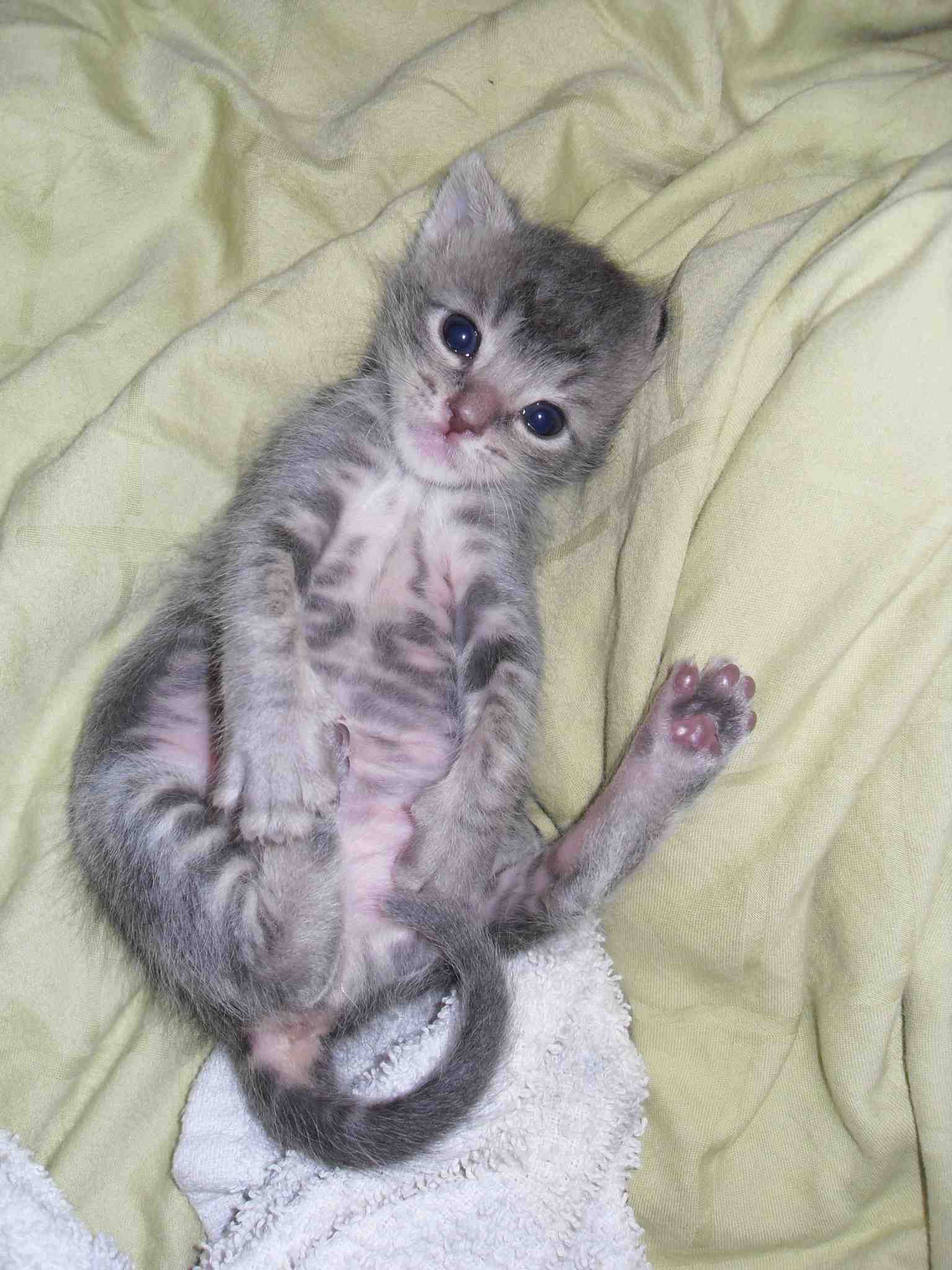 Imut Gan!! Kucing-kucing Fotogenik dengan Pose Unik!