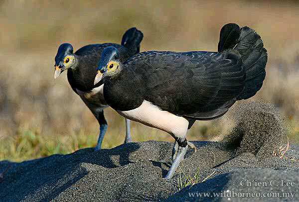 Burung - Burung Langka Asli Indonesia 