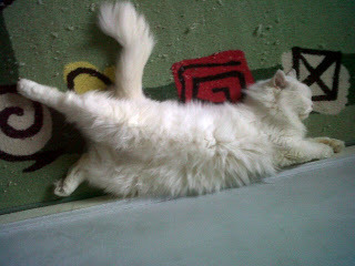 Lucu Gan!! Kucing-kucing ini bisa senam.. :D