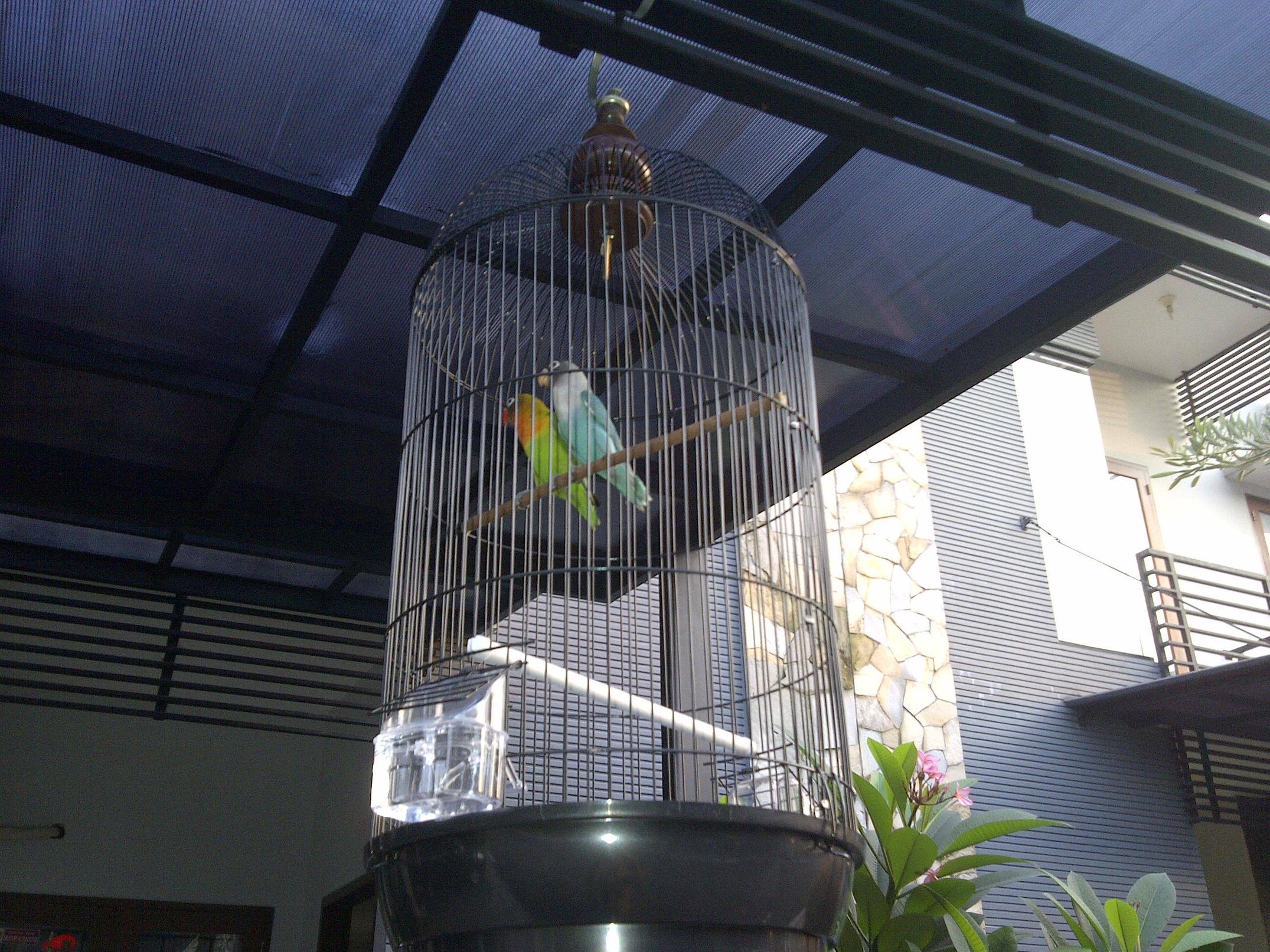 jual sepasang burung lovebird ijo dakocan sama biru dakocan+kandang