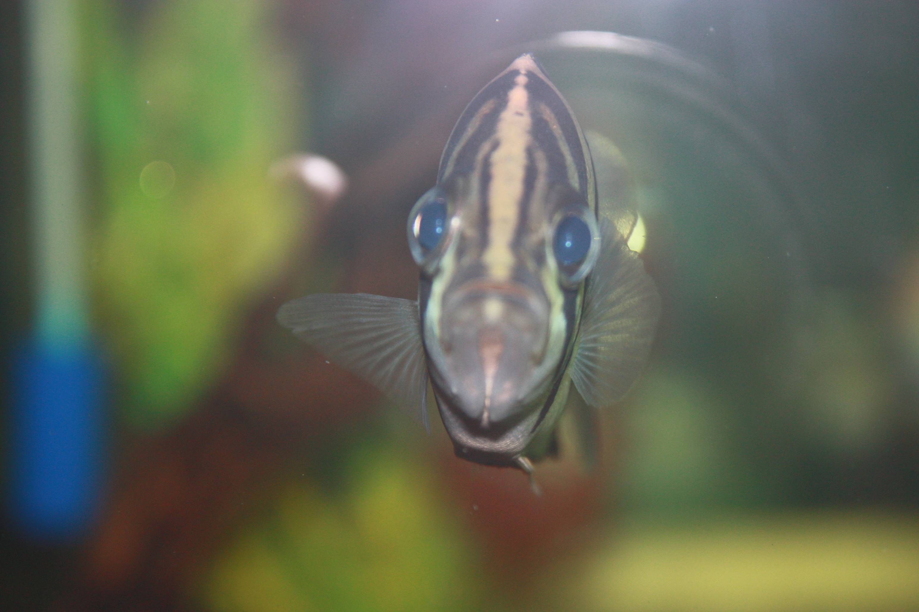 datnoids-aka-tiger-fish