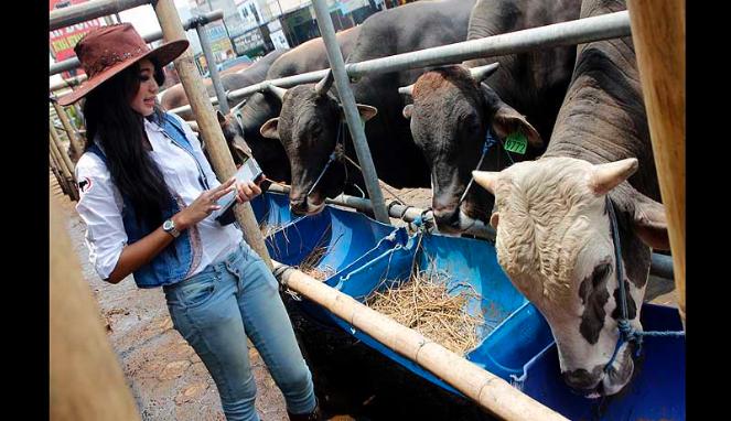 LADIES COWBOY. strategi unik jual SAPI KURBAN