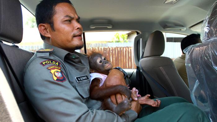 Kisah Gadis Cantik dengan Orangutan yang Dianggap Seperti Adik Sendiri