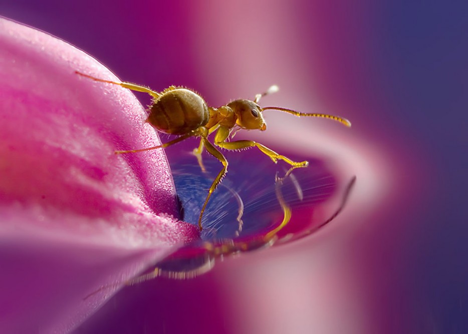 45 Foto Makro yang menakjubkan 