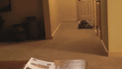 FUNNY GIF(?)