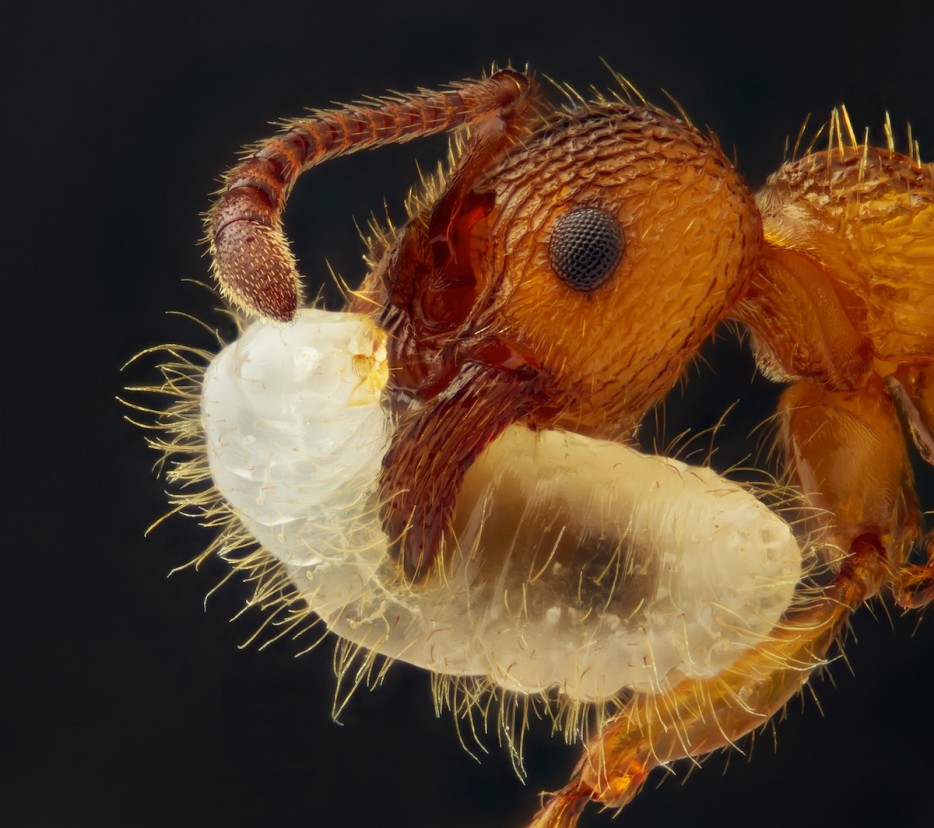 45 Foto Makro yang menakjubkan 