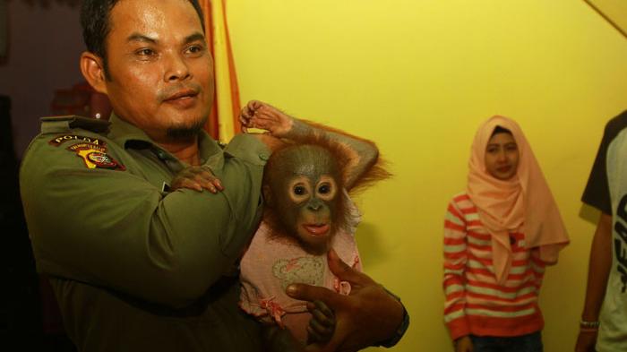 Kisah Gadis Cantik dengan Orangutan yang Dianggap Seperti Adik Sendiri