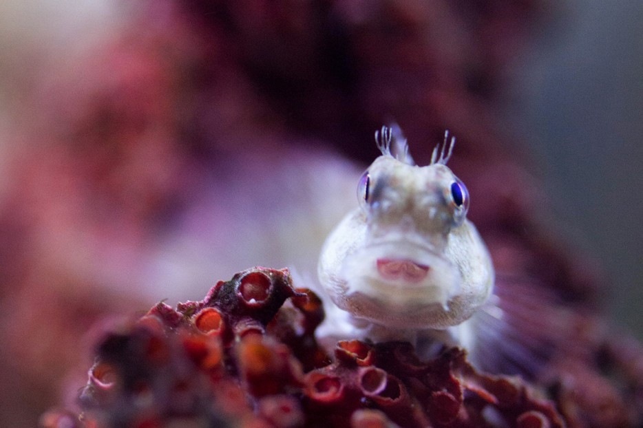 45 Foto Makro yang menakjubkan 
