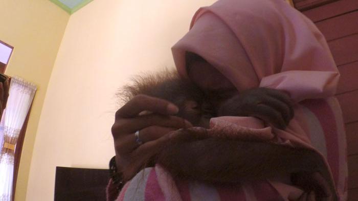 Kisah Gadis Cantik dengan Orangutan yang Dianggap Seperti Adik Sendiri