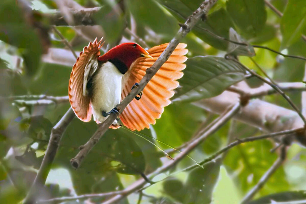 Burung - Burung Langka Asli Indonesia 