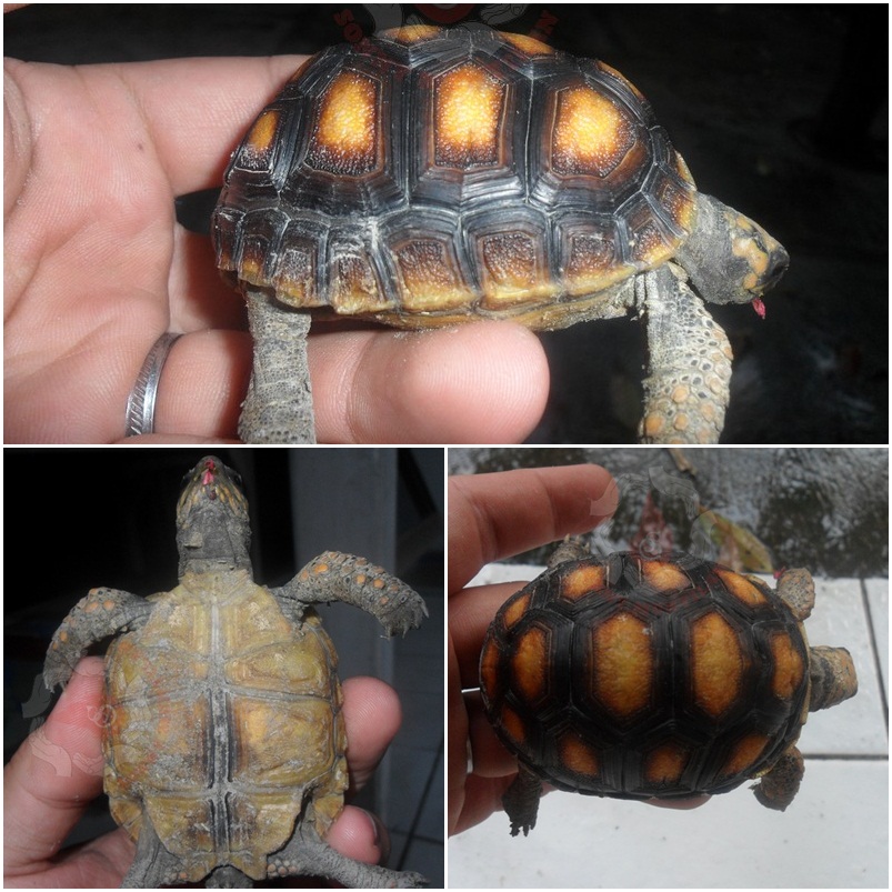 Kura darat, Istar (indian star), red foot, pardalis torto