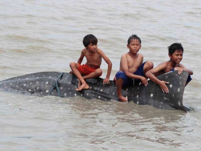Ikan Hiu Tutul Panjang 7 Meter Terdampar Di Selat Madura Gan!