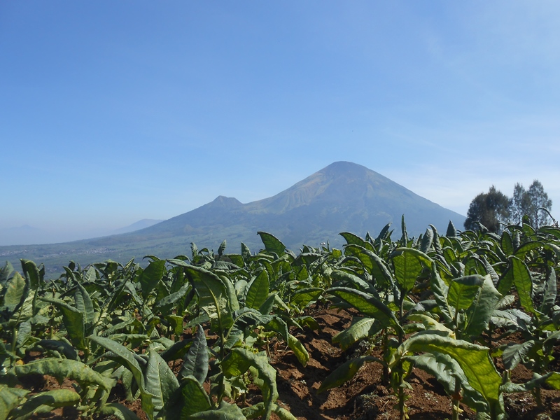 &#91;CATPER&#93; sis lain Sumbing via Bowongso 16-17 Agustus 2015