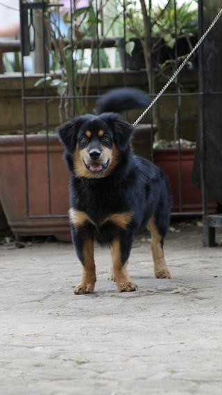 19++ Anjing kampung mix rottweiler ideas