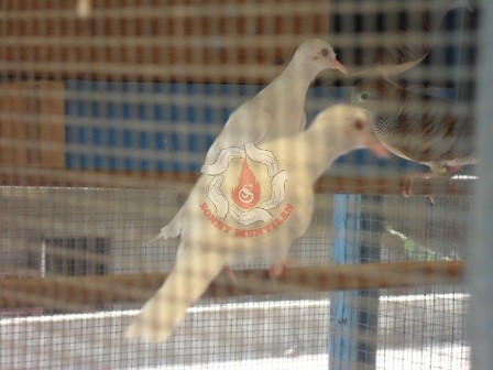 Terjual Perkutut Hitam Perkutut Putih Lokal Asli Dan Perkutut